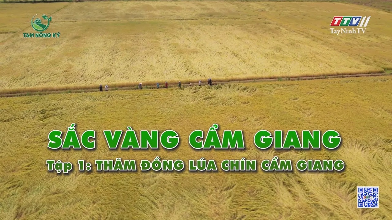 Sắc vàng Cẩm Giang - Tập 1: Thăm đồng lúa chín Cẩm Giang | TAM NÔNG KÝ | TayNinhTV